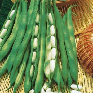 Haricot nain Lingot suisse blanc