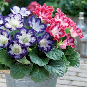 2 Gloxinias tachetés en mélange