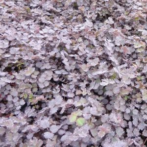 Betterave rouge De Détroit 2 race Tardel