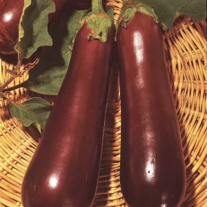 Aubergine Violette de Toulouse