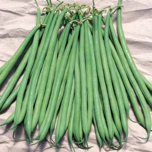 Haricot nain fin Galion (Obt. Gautier)