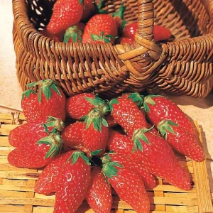 40 Fraisiers non remontants Gariguette