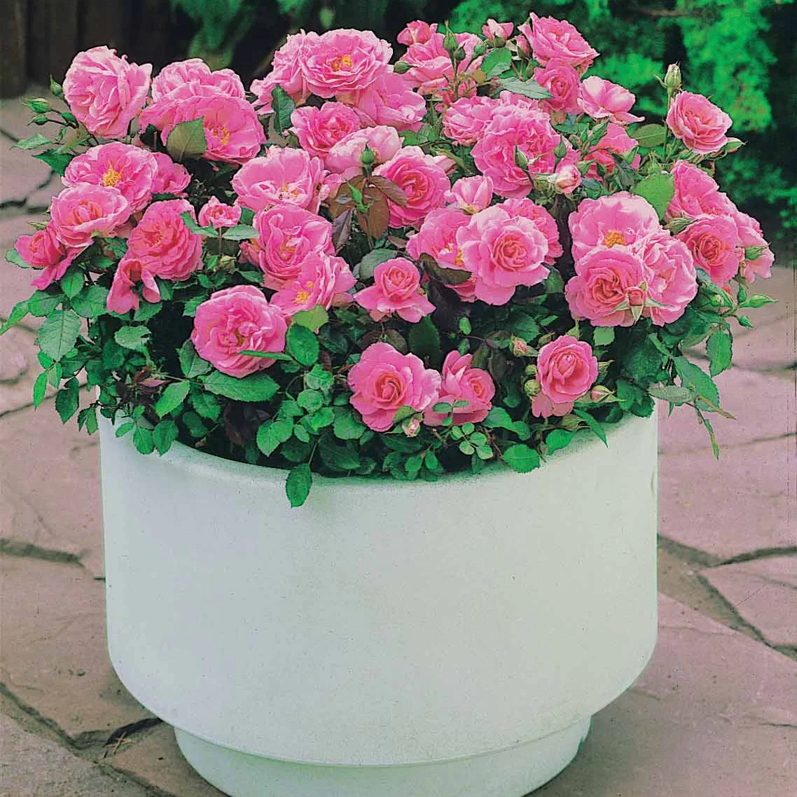 6 Mini-rosiers Randilla roses – Image 2