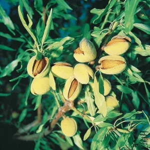 Amandier autofertile All in One (scion)