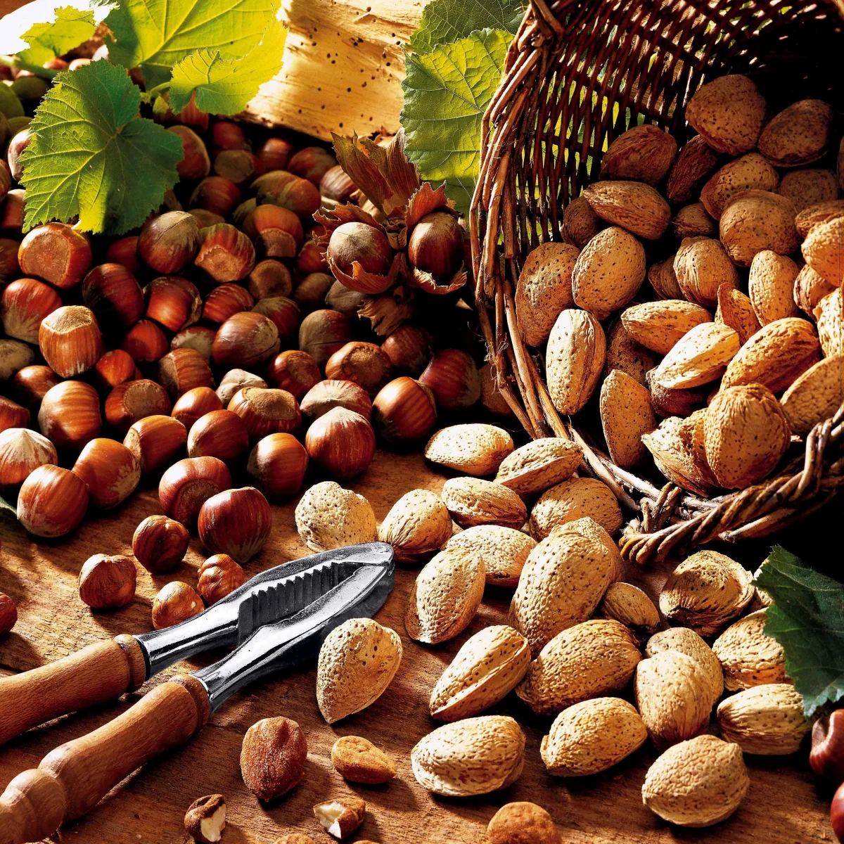 Amandier autofertile All in One (scion) – Image 3