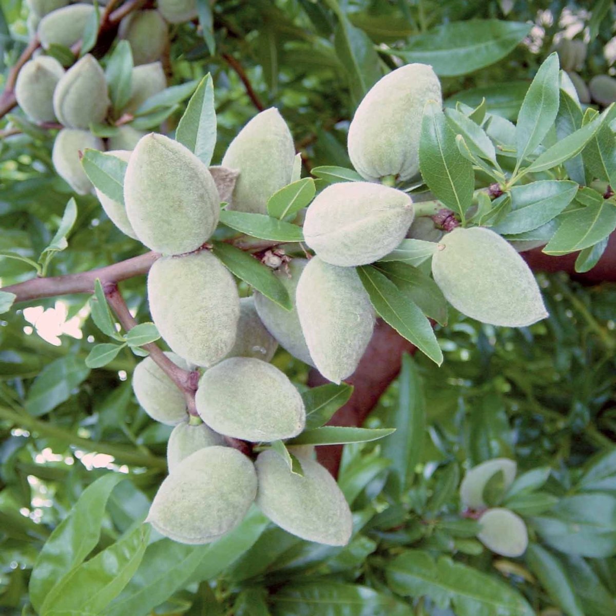 Amandier autofertile All in One (scion) – Image 4