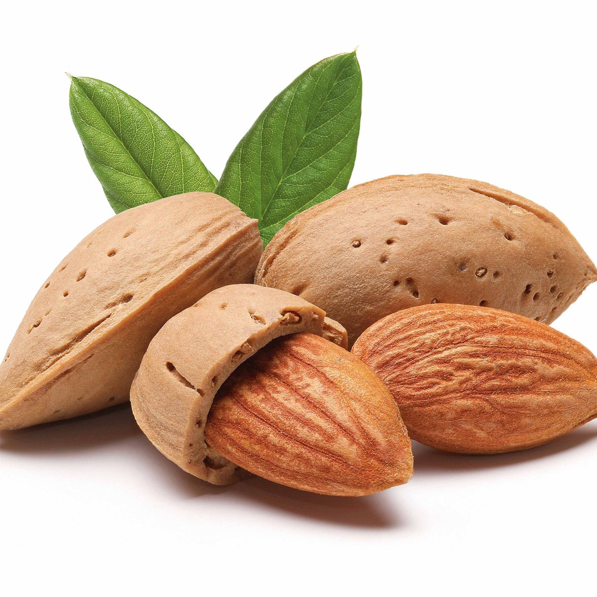 Amandier autofertile All in One (scion) – Image 5