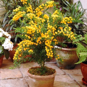 Mimosa armata