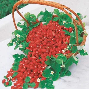 10 Fraisiers remontants Reine des vallées