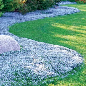 15 étoiles bleues tapissantes - Superficie environ 1,5 m²