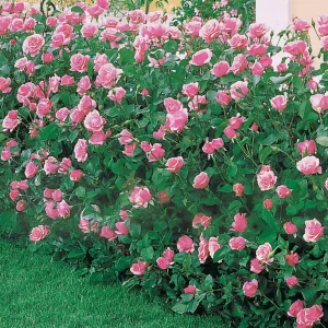 20 Rosiers Queen Elisabeth roses