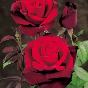 20 Rosiers buissons Barkarole