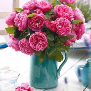 20 Rosiers floribunda Leonardo da Vinci ® Medeauri