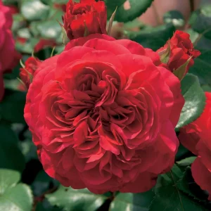 10 Rosiers floribunda Red Leonardo da Vinci ® Meiangele
