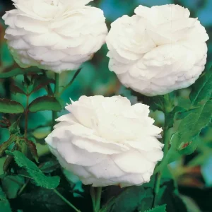 10 Rosiers botaniques Boule de Neige (Bourbon)