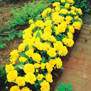 15 Mini-rosiers Randilla jaunes