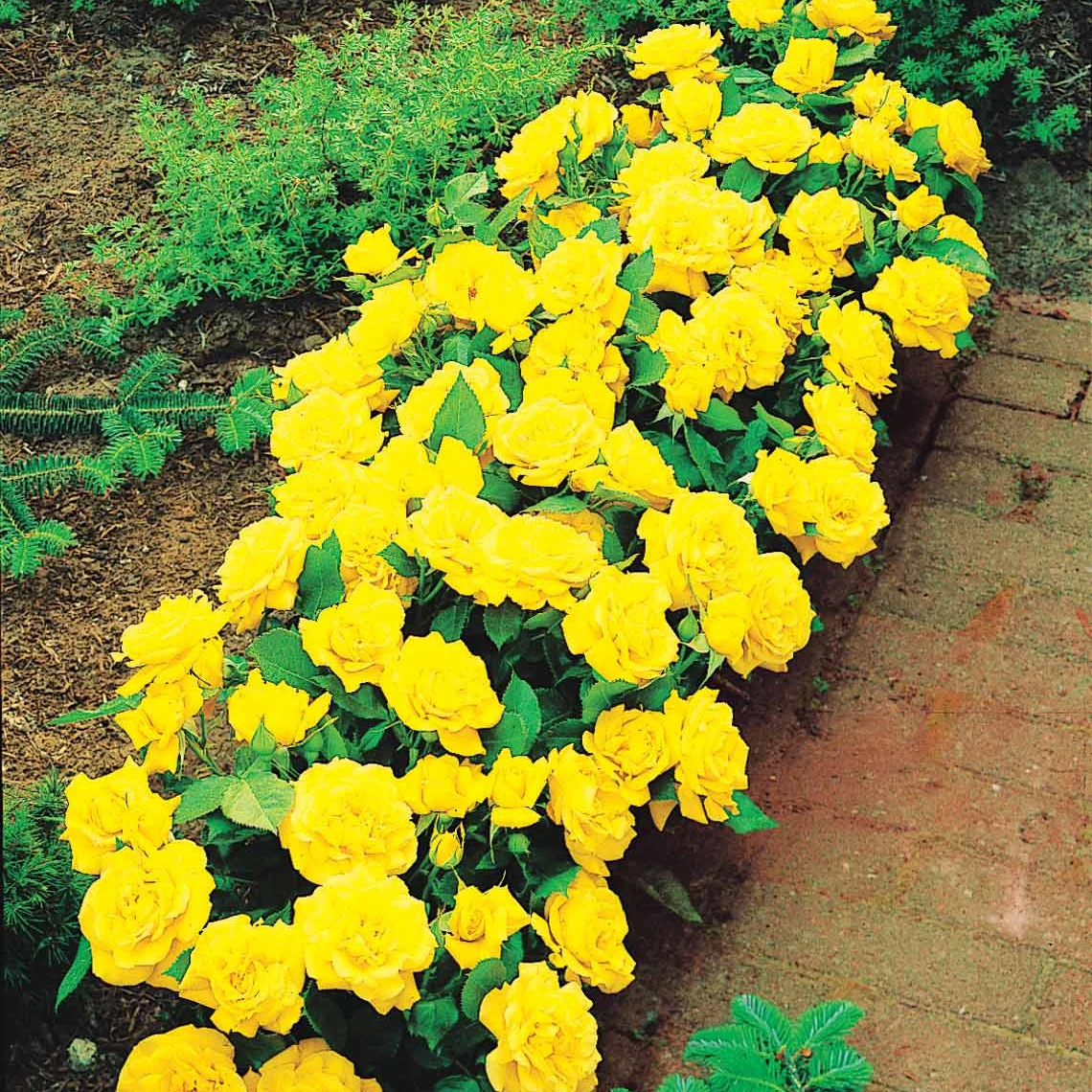 15 Mini-rosiers Randilla jaunes