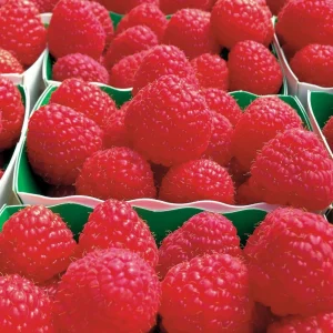 4 Framboisiers remontants Paris