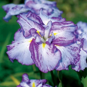 2 Iris du Japon Harlequinesque