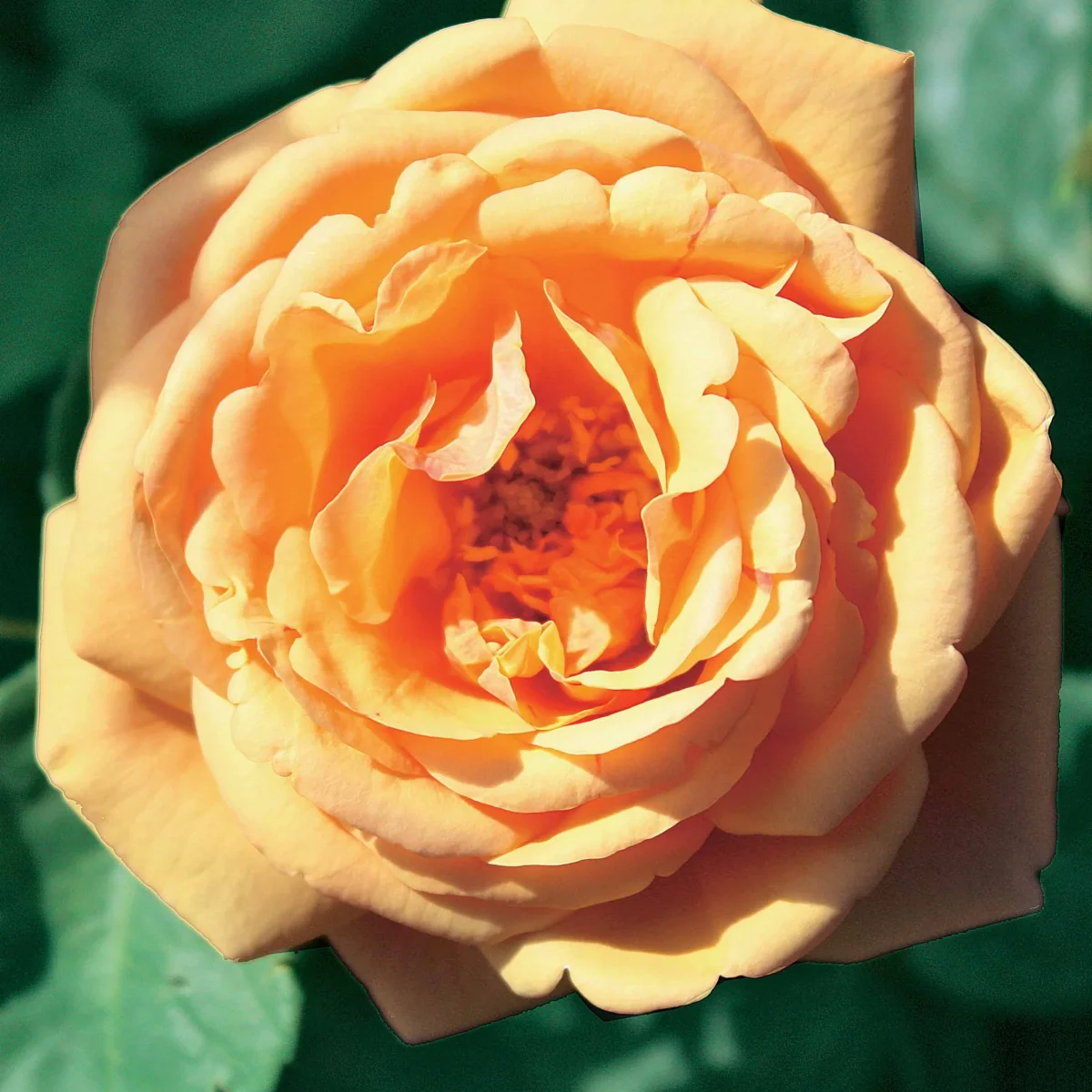 3 Collections de 3 rosiers anglais (Charlie Ausgreen, Fish , Herr's Ausgreen) – Image 2