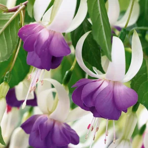 12 Fuchsias résistants au gel Blue Sarah