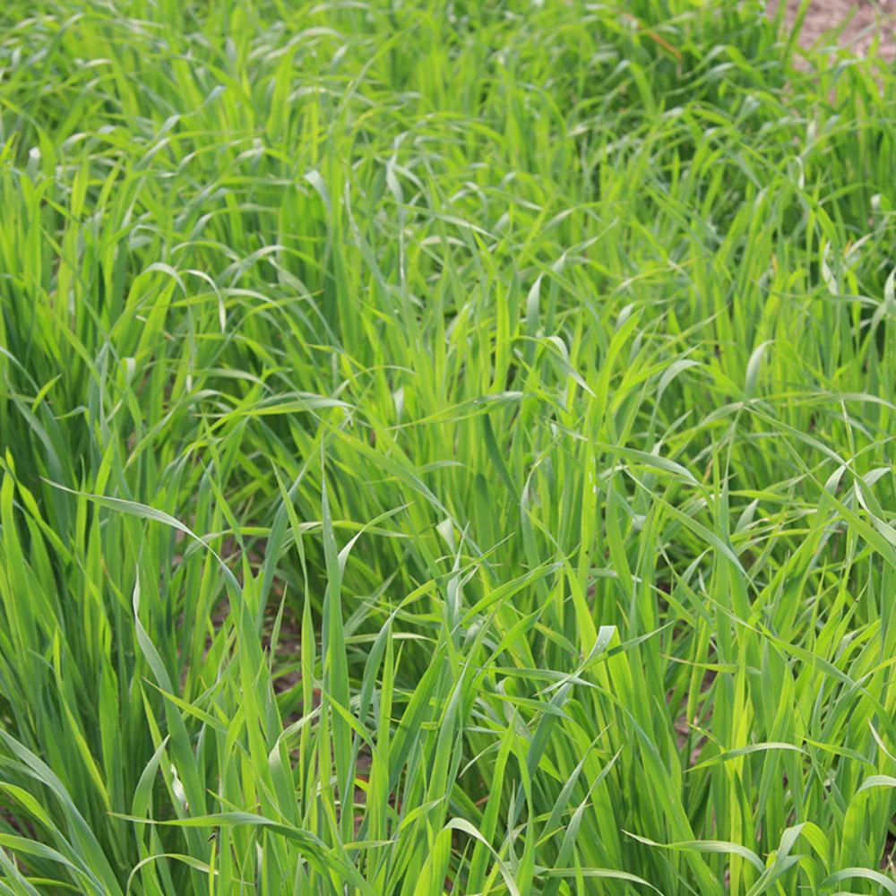 Avoine japonaise - Engrais vert BIO – Image 3