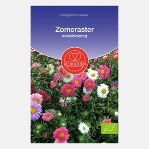 Aster d'été, à fleur unique BIO