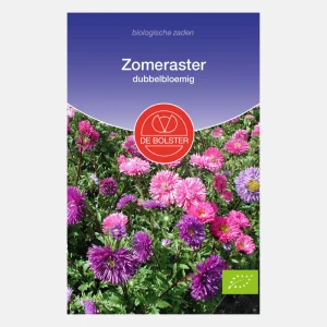 Aster d'été, fleurs doubles BIO