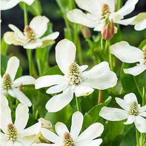 Anémopsis de Californie