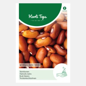 Haricot nain 'Brown North Holland' - haricot nain