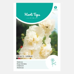 Rose trémière 'Majorette Champagne'