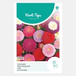 Aster d'été 'Pompon' - mixte