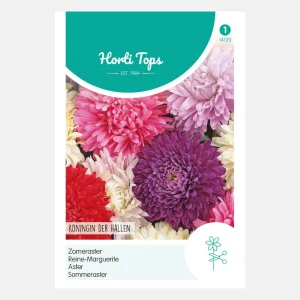 Aster d'été 'Queen of Halls' - mixte