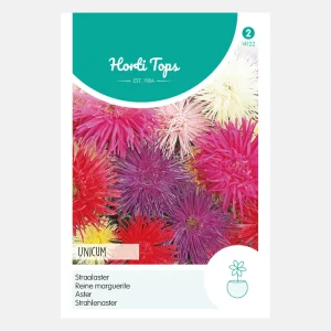 Aster d'acier 'Unicum' - mixte