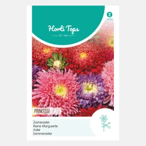 Aster d'été 'Princesse' - mixte