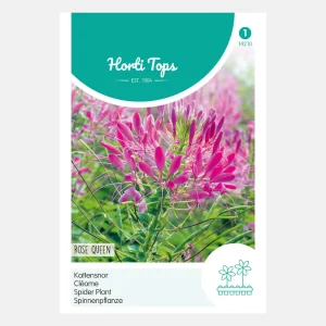 Moustaches de chat 'Rose Queen'