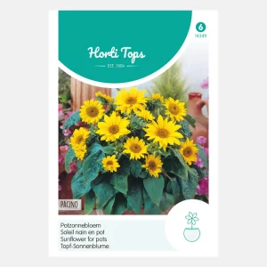 Tournesol 'Pacino' - convient aux pots