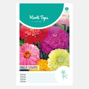 Zinnia 'Dahlia fleuri'