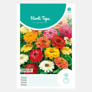 Zinnia 'Thumbelina' - en mélange