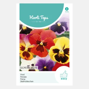 Violon « Géants d'Aalsmeer »