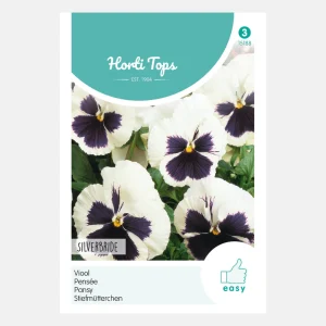 Violette 'Silverbride'