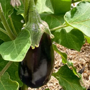 Aubergine Bonica F1