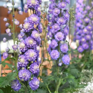 Delphinium Highlander® Bolero