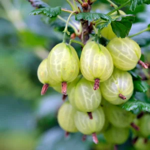 2 Groseilliers à maquereaux Anglaise Blanche