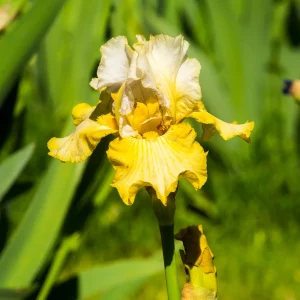 2 Iris de jardin Sangreal