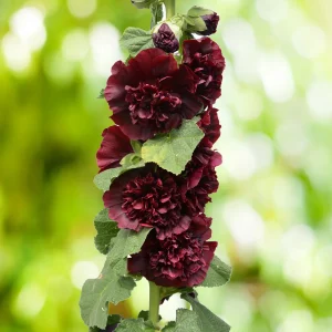 Rose trémière Chater's Double  Purple