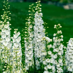 Delphinium géant Galahad