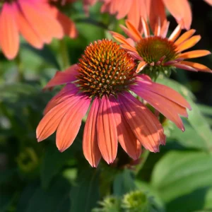 Échinacée pourpre Julia