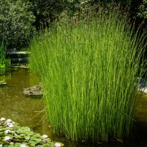 Jonc des chaisiers - Jonc des tonneliers - Scirpe aigu