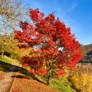 Erable du fleuve Amour